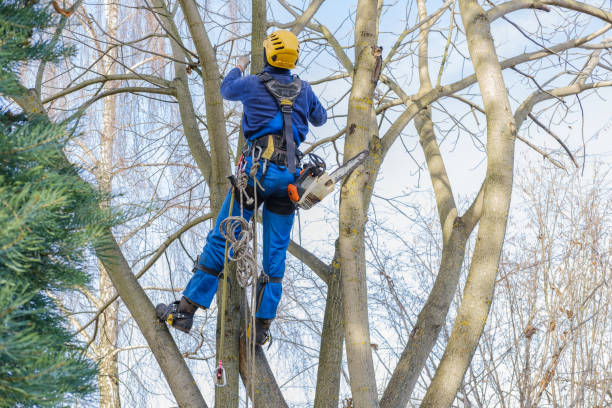 Berkley, MI Tree Removal Services Company