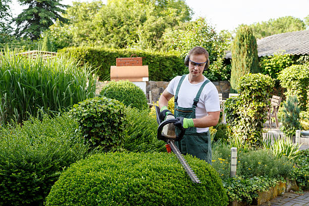 Best Lawn Watering Services  in Berkley, MI